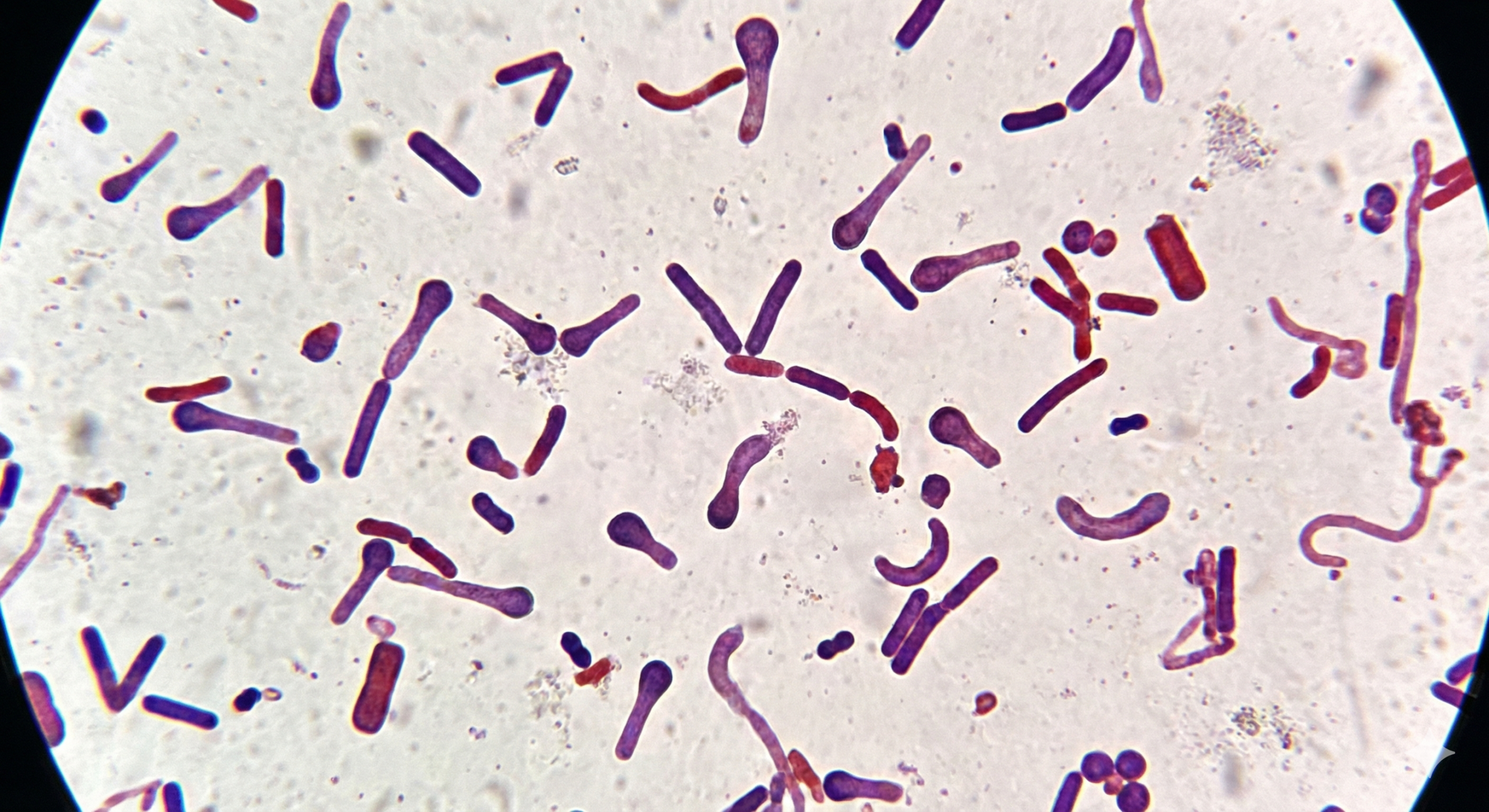 Lesson 1 – Bacterial Shapes – AweScience Academy